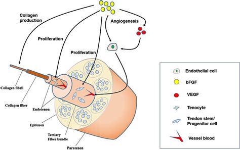 Frontiers The Functions And Mechanisms Of Basic Fibroblast Growth