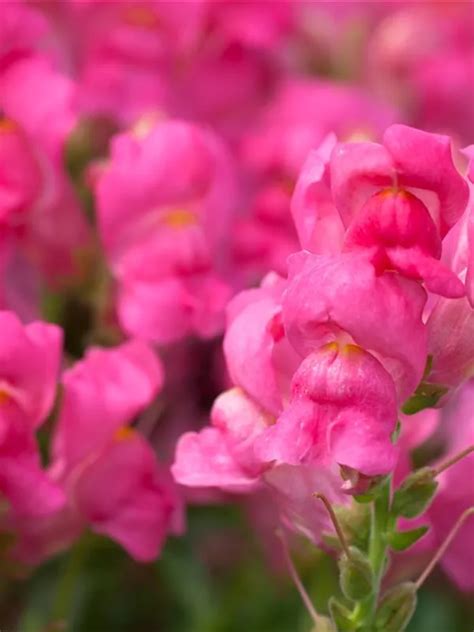 Antirrhinum majus Garten Löwenmaul Graaf