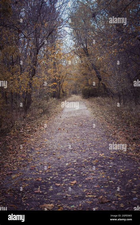 Path In The Woods In Fall Stock Photo - Alamy