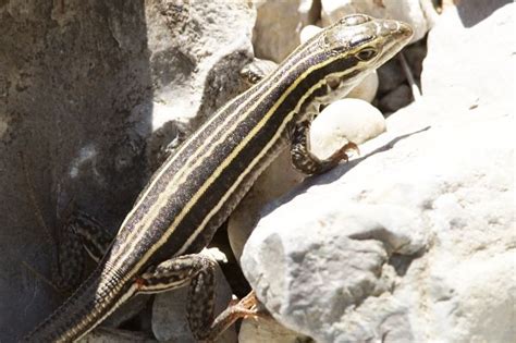 Photograph Of Photo Of Image Of Desert Grassland Whiptail Lizard