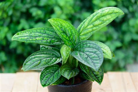 12 Indoor Vine Plants You Should Grow in Your Homes