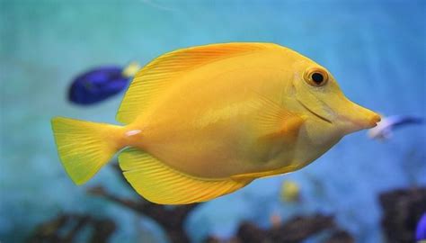 Ikan Yellow Tang Karakteristik Dan Panduan Perawatan Ikanpedia