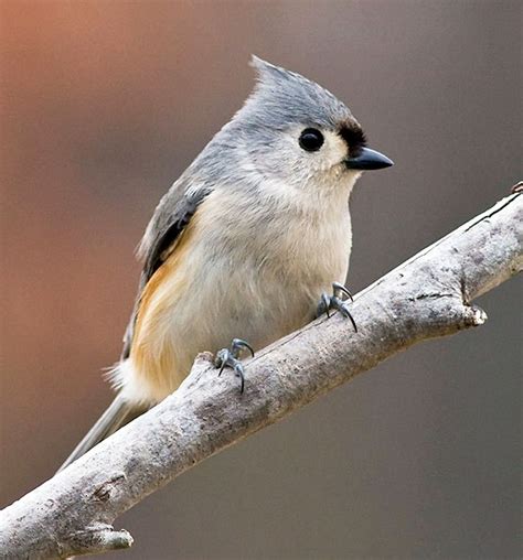 Tufted Titmouse Facts, Habitat, Diet, Life Cycle, Baby, Pictures