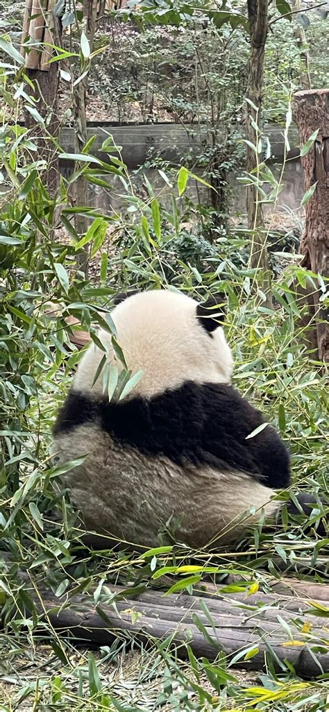 大熊猫和花壁纸 斧头山花花公主 堆糖，美图壁纸兴趣社区