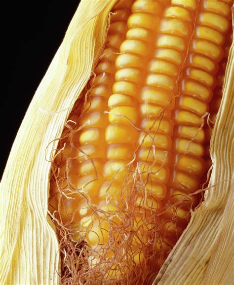 Maize Cob Photograph by Steve Percival/science Photo Library - Pixels