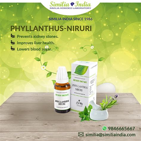 SIMILIA INDIA PHYLLANTHUS NIRURI