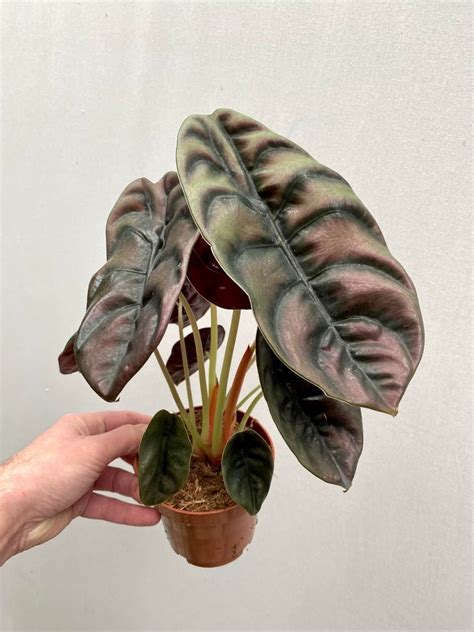 Alocasia Cuprea Red Secret Spezielle Pflanzen Nelumbogarden