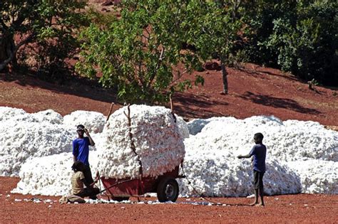 Coton Le mali détrône le Burkina Faso et devient Premier producteur