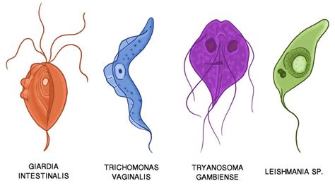 Protists And Human Disease Ck 12 Foundation