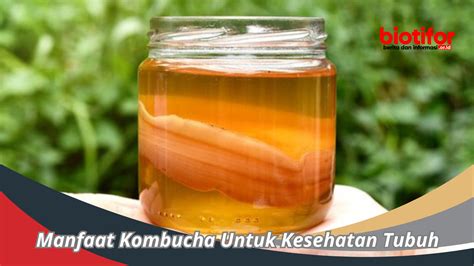 Manfaat Kombucha Untuk Kesehatan Tubuh Biotifor