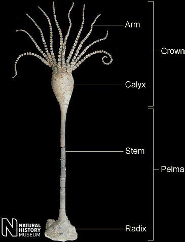 CRINOID TERMINOLOGY