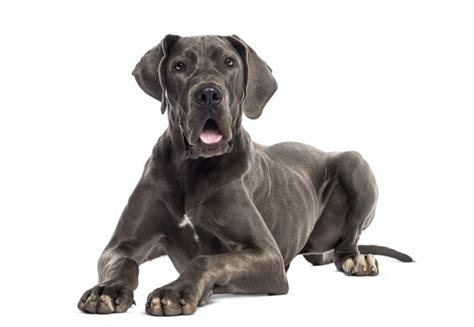 great dane dog breed information characteristics