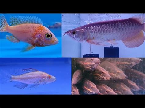 Aquarium Fish types - Aquatic videos