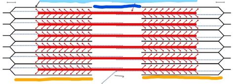 Sliding Filament Theory Diagram Quizlet