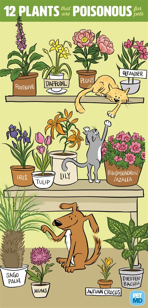 plants which deter cats 1