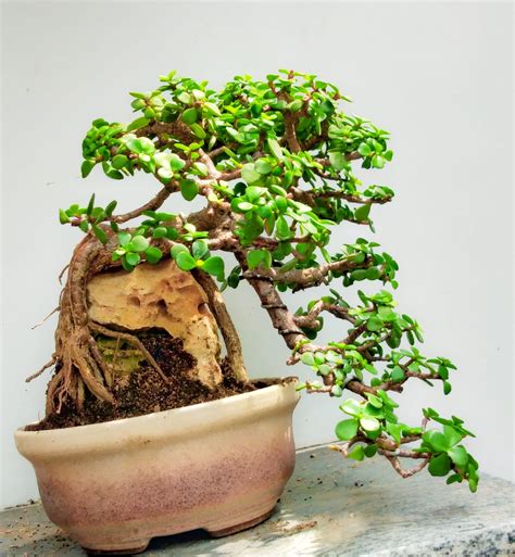 Jade Bonsai Portulacaria Afra Bonsai Root Over Rock Jade Bonsai