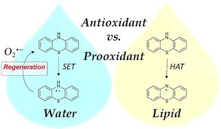 Antioxidant Vs Prooxidant Action Of Phenothiazine In A Biological