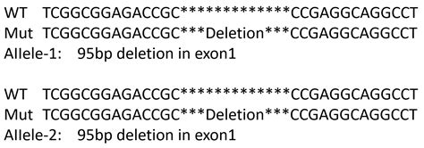 Hopx Knockout 293t Cell Line Homozygous Ko细胞系 Abclonal