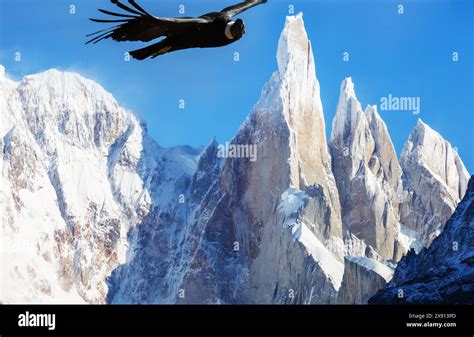 Andean Condor Flying Over Cerro Torre Mountains Patagonia Argentina