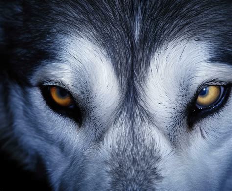 beautiful eyes of a wild wolf. Generative AI 29284301 Stock Photo at ...