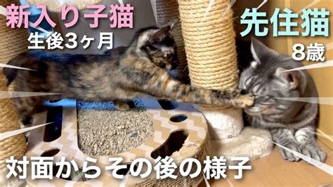 生後3ヶ月の新入り子猫と先住猫8歳2匹 ～初対面翌日からその後数日間の様子～ とにかくシャーシャーされてますwお姉ちゃん猫たちに怒られても元気