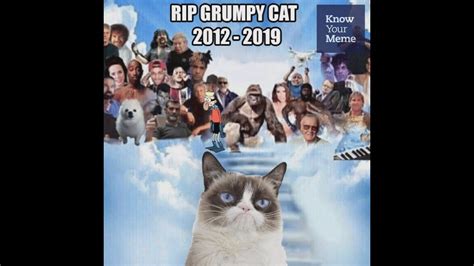 In Loving Memory Of Grumpy Cat Youtube