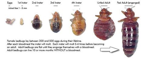 Bed Bug Eggs Size