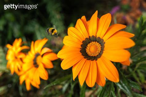 Three Orange African Daisies Growing In A Garden With A Bumble Bee