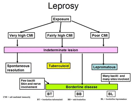 Image Gallery Leprosy Transmission