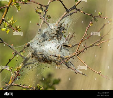 Brown Tail Moth Hi Res Stock Photography And Images Alamy