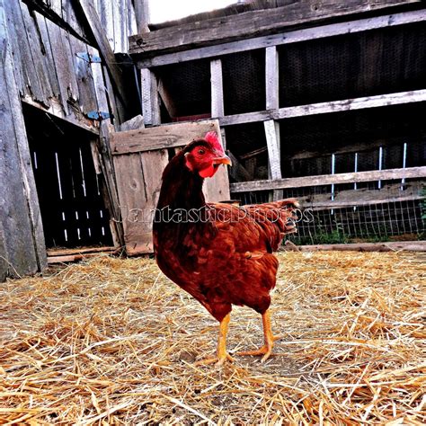 Little Red Hen Photograph Chicken Coop. Instant Download Photo Rustic ...