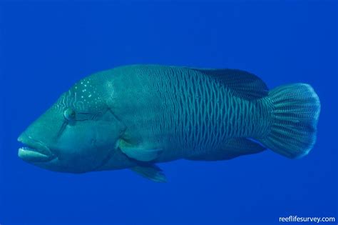 Cheilinus undulatus - Humphead Maori Wrasse | Reef Life Survey