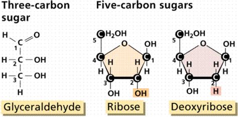 Lon Capa Chemistry Ii Water And Organic Molecules