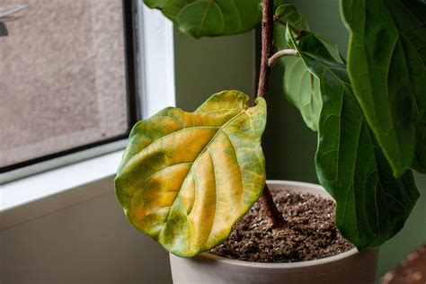 Plant Leaves Turning Yellow Here Are 10 Reasons Why The American House