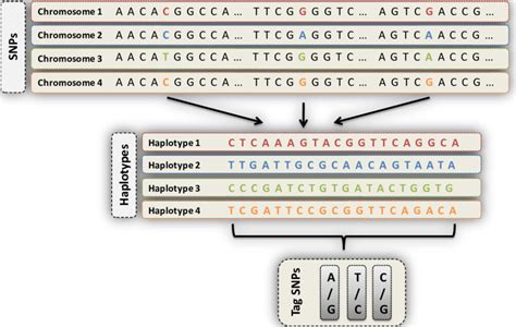 From Snps Through Haplotypes To Tag Snps On Each Chromosome Several