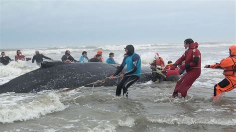 Le spectaculaire sauvetage dune baleine à bosse échouée sur une plage