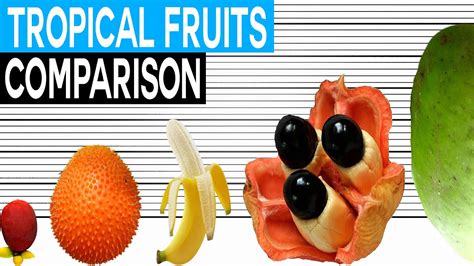 Fruit Size Comparison Tropical Fruits Youtube