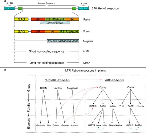 Ltr Retrotransposon Structure And Retrotransposon Groups The Groups