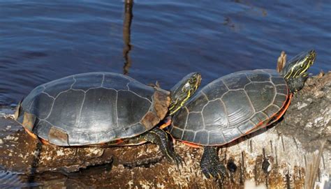 Western Painted Turtle Care Guide - All Turtles