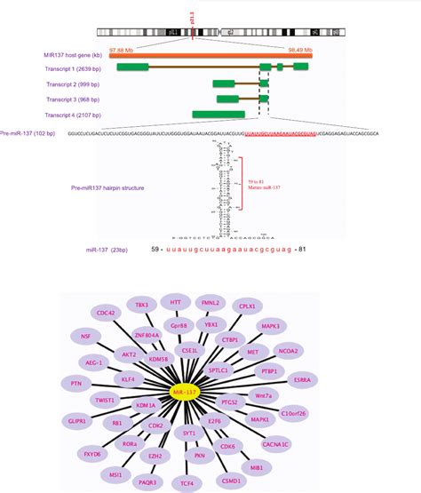 Mir 137 An Important Player In Neural Development And Neoplastic