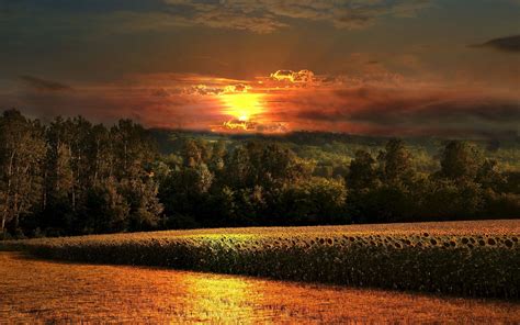 Amazing Field Sunset Wallpapers - Wallpaper Cave