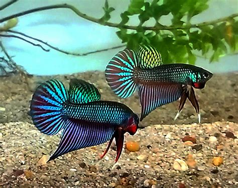 betta fish