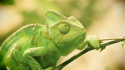 Exploring The Fascinating World Of Lizards That Change Colors Reptile