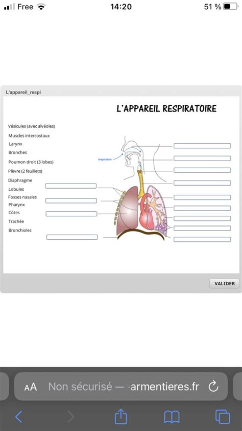 Appareil Respiratoire Bloc Anatomie Les Fosses Nasales Les Sinus