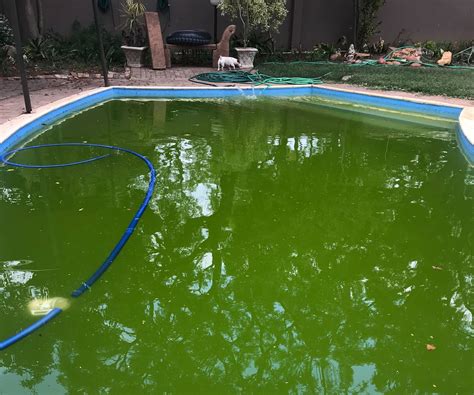 Green Spots In Swimming Pool at Arthur Lawrence blog