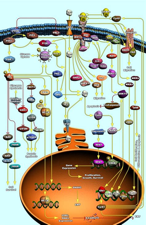 IGF-1 Signaling Pathway | RayBiotech