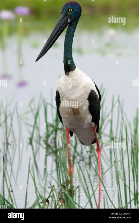 Female Black Necked Storks Ephippiorhynchus Asiaticus As Known As