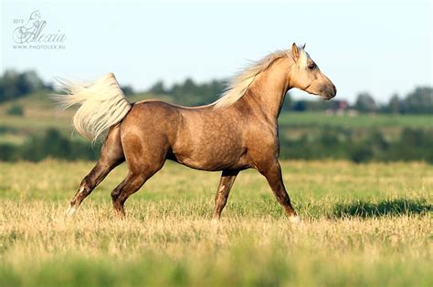 Либерти | Palomino horse, Horses, Pretty horses