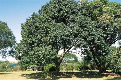 Natal Mahogany Tree Trichilia Emetica Kwazulu Natal