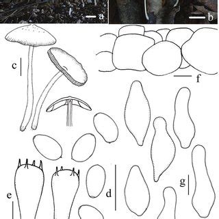 Basidiomata And Microscopic Features Of Candolleomyces Subcacao A C